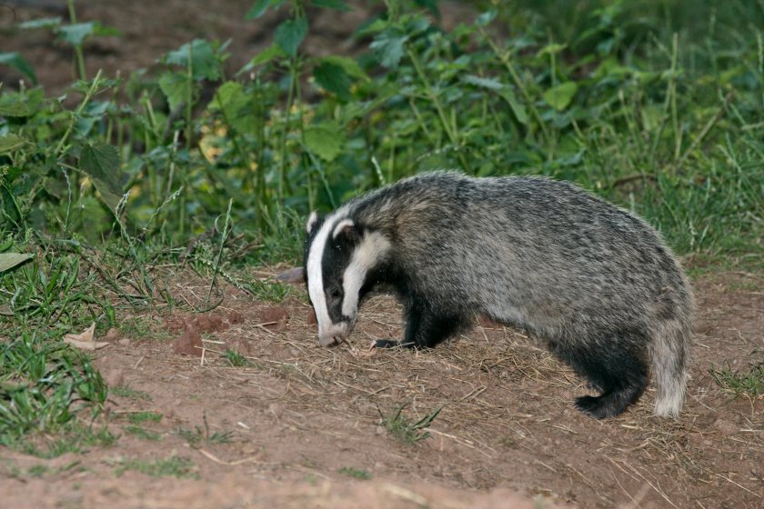 Natural England is believed to have authorised additional badger culls in nine designated areas