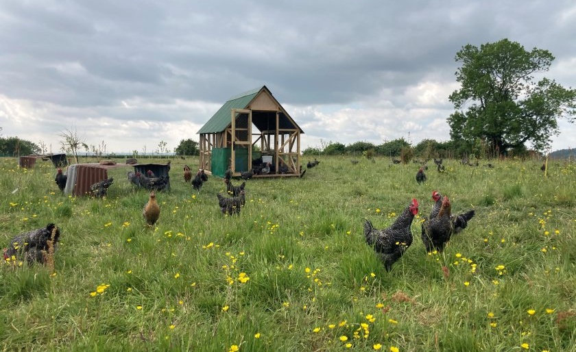 The trial aims to test the suitability of dual-purpose poultry breeds in British conditions