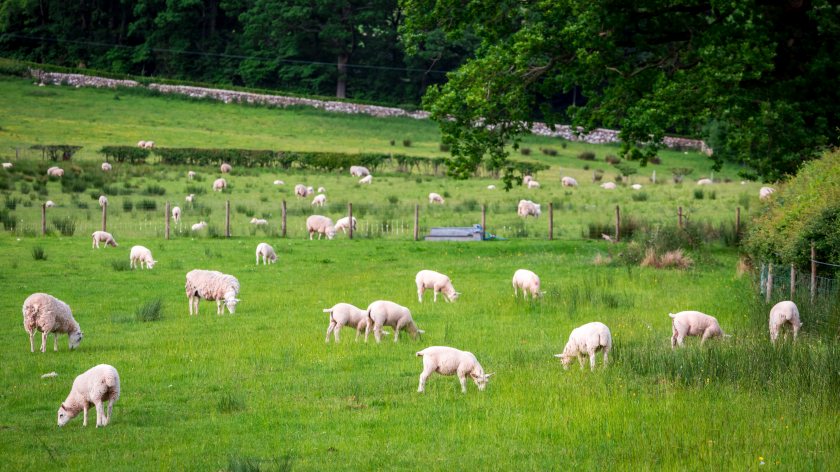 Outbreaks of this parasitic disease can have devastating effects on sheep flocks