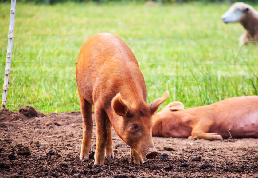 Swine flu is widespread in pig farming, affecting an estimated 50% of UK production pigs