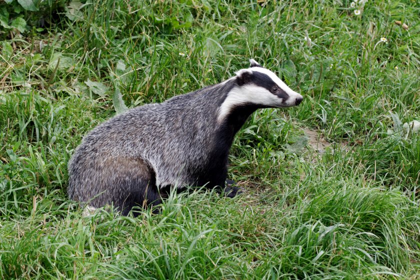 Vaccination of badgers against bovine TB surged to record levels last year