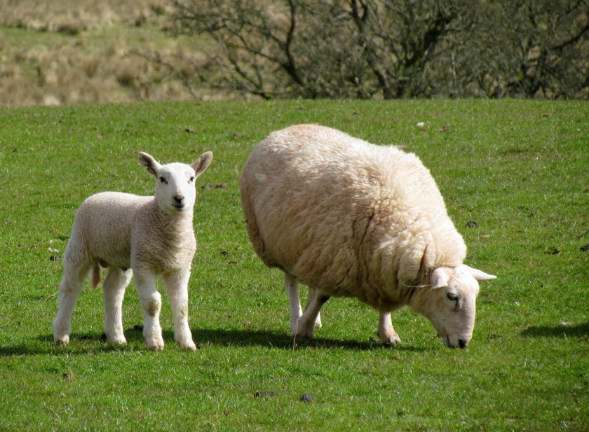 Farmers' unions have raised concerns over Welsh government's bluetongue control stance