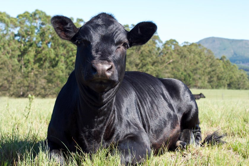 The Rare Breeds Survival Trust (RBST) has called on the government to introduce targeted support