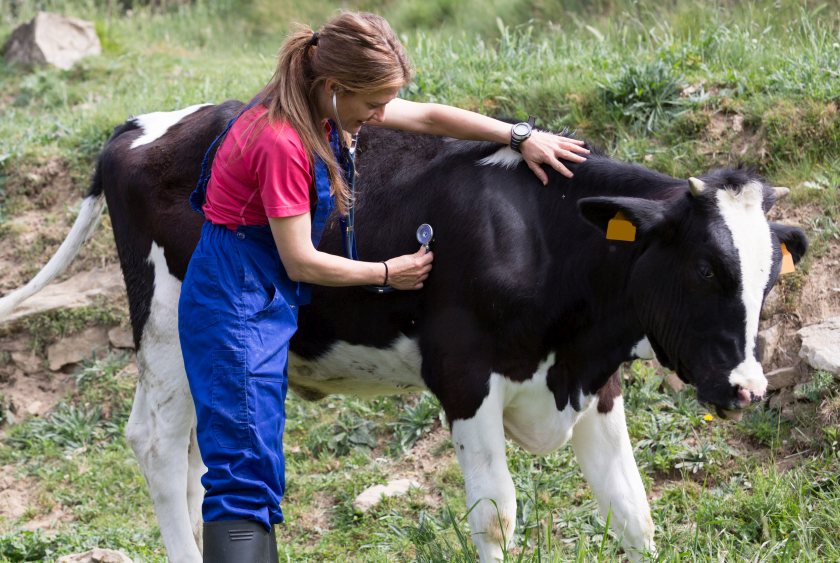 UK veterinarians face mounting pressure as mental health challenges prompt calls for urgent reform