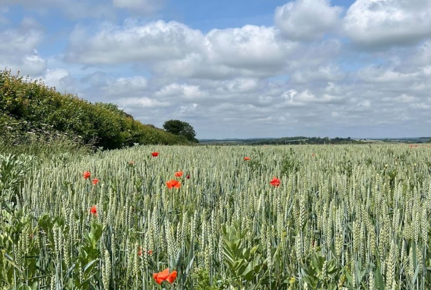(Photo: Waitrose)