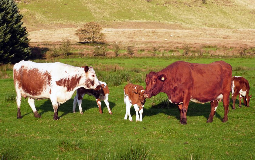 Producers in Northern Ireland have raised fresh concerns over declining beef prices