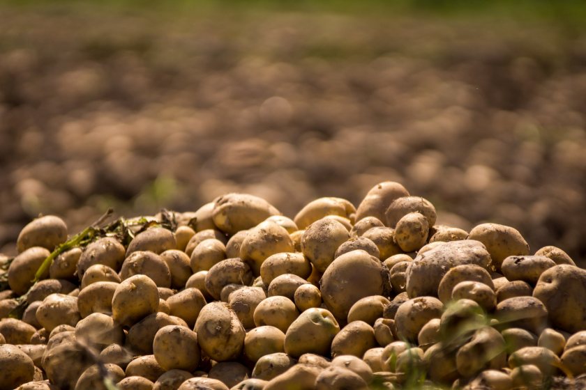 The potential financial implications for the potato storage facility were significant