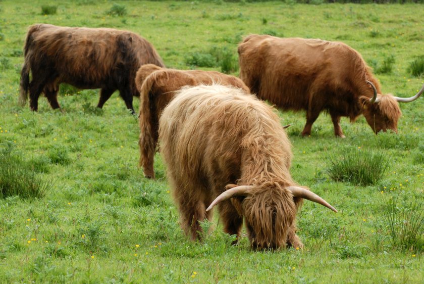 Agriculture emissions in Scotland have already fallen by 13.6% since 1990, figures show