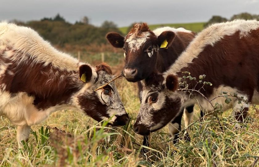 Irish Moiled cattle are classified as ‘At Risk’ on the Rare Breeds Survival Trust (RBST) Watchlist