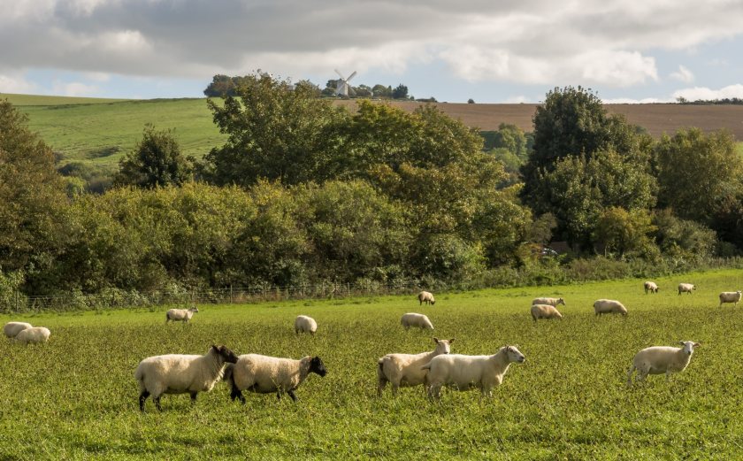 Bluetongue virus 3 (BTV-3) has caused widespread disruption to livestock sectors across Europe
