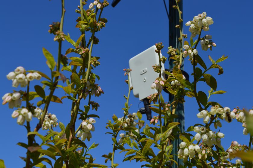  Acoustic monitoring devices will be installed on farms to track bee activity in real time