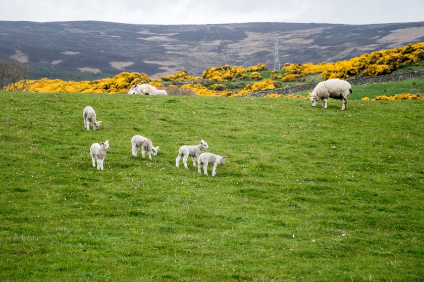 Scotland risks losing sheep and a deeply interwoven rural heritage as livestock numbers continue to fall