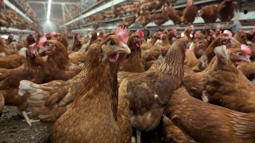 Red mite infestations can also lead to anaemia and increased disease transmission (Photo: MSD Animal Health)