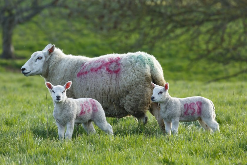 A lack of cost-effective tech has prevented widespread verification of meat origin and quality