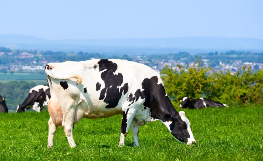 The number of GB dairy producers continues to decline, according to the latest survey of milk buyers