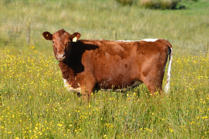 Provisional figures show that total NI farm income rose by 62.5%, to £766 million in 2024