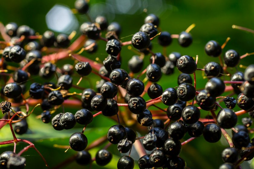 The group explored forming a joint venture focused on growing elderberries and other fruits