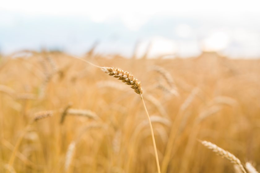 The findings are designed to help farmers meet increasingly stringent grain quality standards