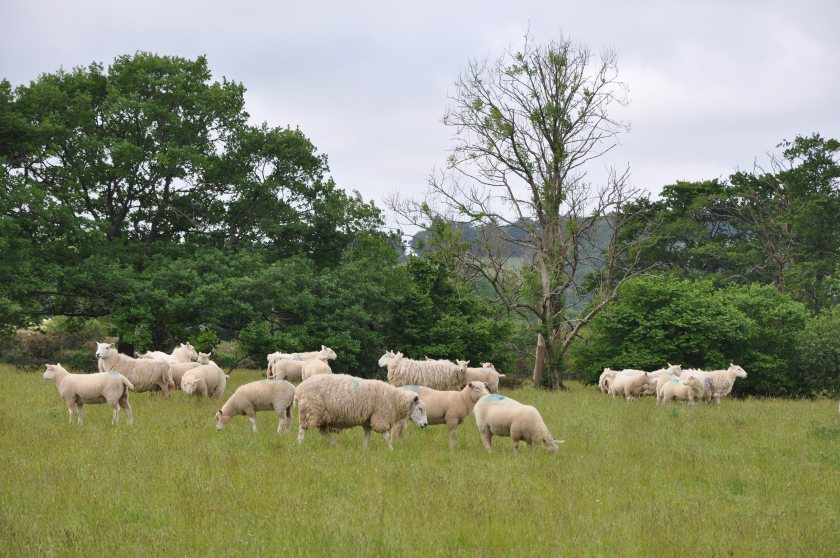 The Evans family saw lameness prevalence in their flock of ewes fall from 8.8% to 0.8%