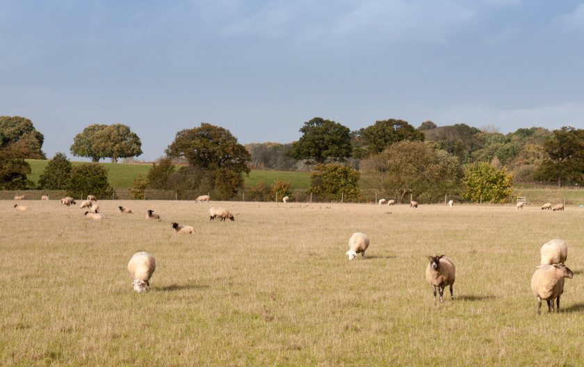 The NSA has warned that grazing is now critically limited due to the prolonged dry spell