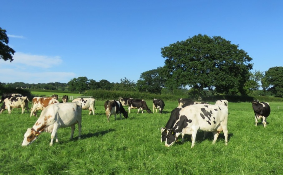 The 2024–25 milk year delivered solid results for UK dairy producers (Photo: Agri-Hub)