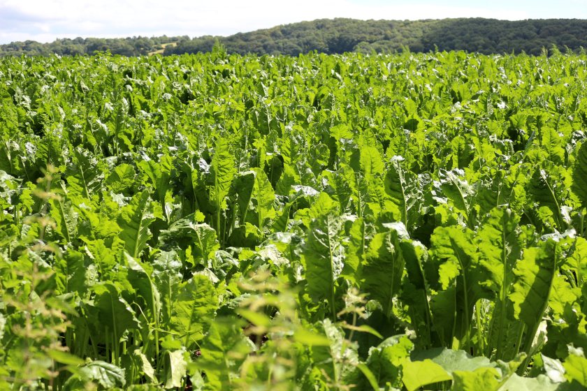 Persistent drought stress, has increased the crops’ susceptibility to infestation this year