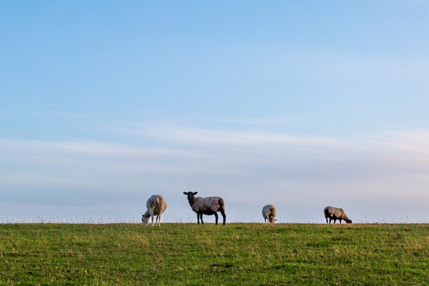 Officials are emphasising the importance of proactive planning to safeguard animal health and welfare