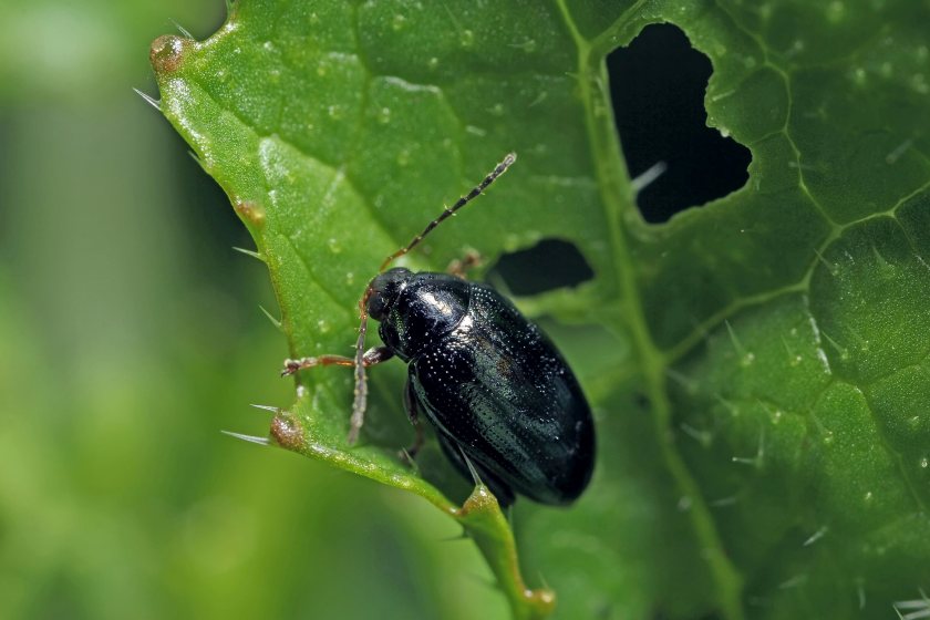 The trials suggest that supplementing with biostimulants can enhance crop resilience