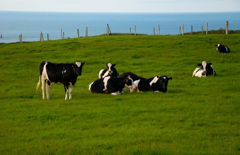 The advert prompted a flood of complaints from dairy farming leaders