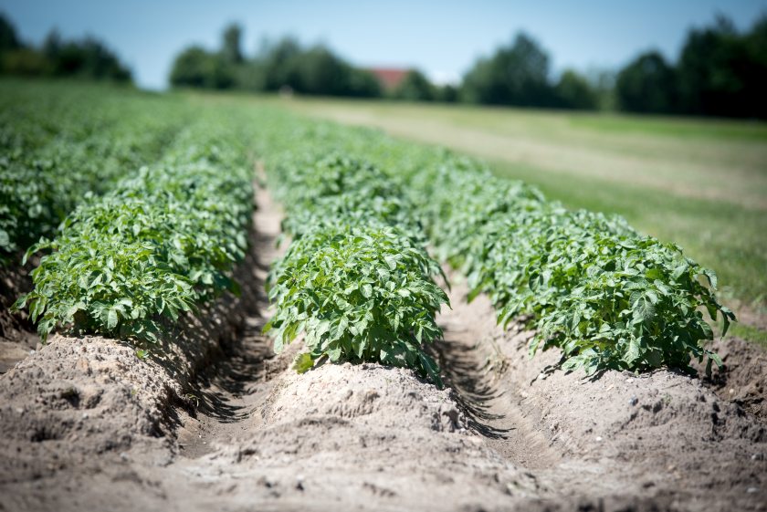 Potato blight is responsible for 20% of potato crop losses (Photo: Wolfgang Ehrecke/Pixabay)