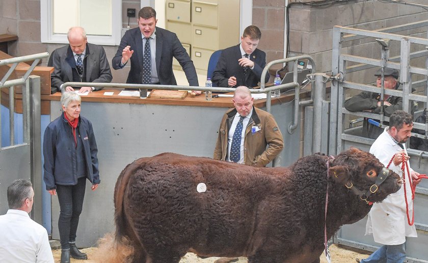 The ring remains king for putting confidence back into the Scottish beef sector