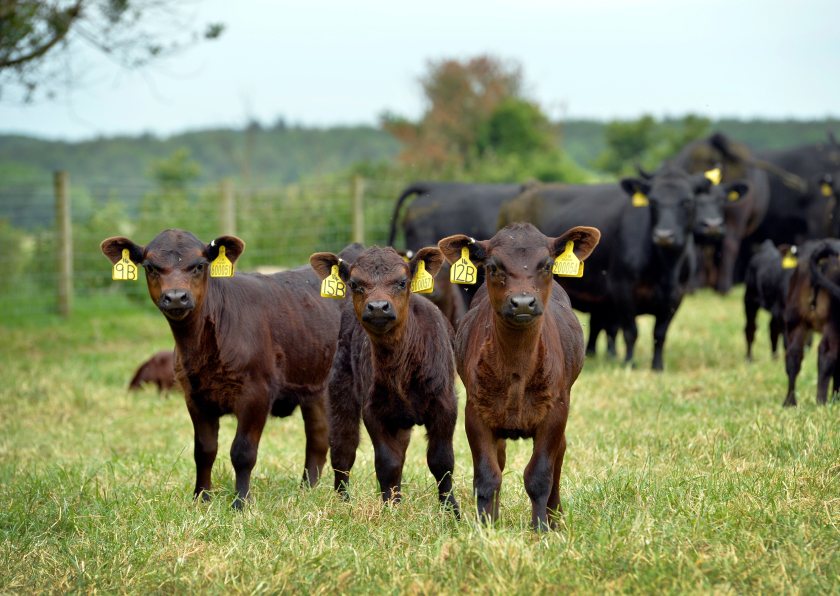 The breed, which retains pure Aberdeen Angus genetics in a smaller frame, quickly gained popularity