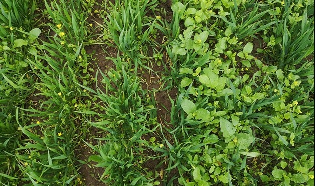 The difference in weed competitiveness in winter wheat varieties (Photo: Dominic Amos)