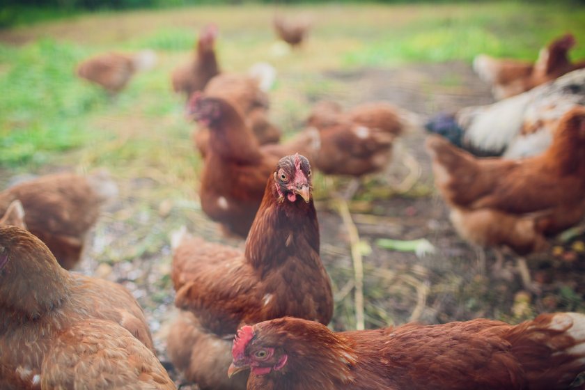 A flexible approach to assessments remains central to the body's response to bird flu