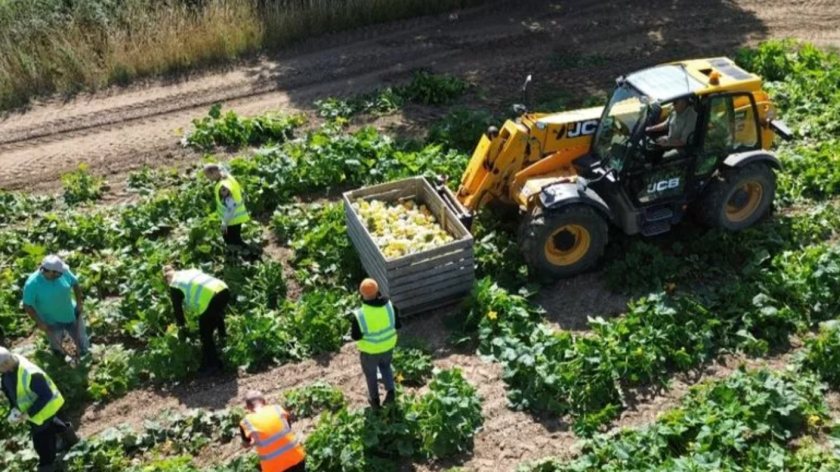 (Photo: Foxes Farm Produce)