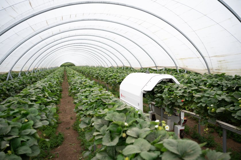 In the UK, Thorvald currently supports 13 leading strawberry growers