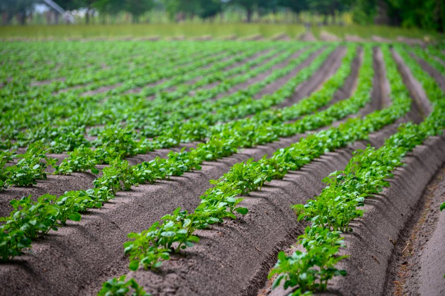 The UK will serve as a trial site for the Europe-wide potato initiative