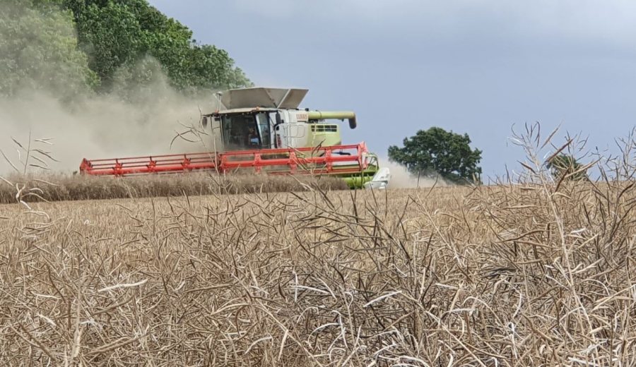 (Photo: United Oilseeds)