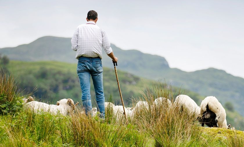 Love Lamb Week is an opportunity for the farm-to-fork supply chain to celebrate British lamb