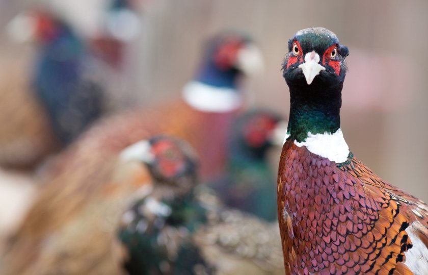 Measures have been updated to include new requirements specific to gamebird operations