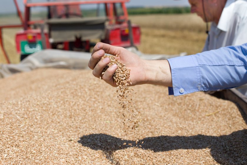 Home-grown wheat is near a 10-year low, while imports surge