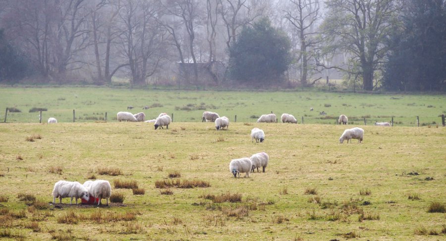 The project will provide understanding of how genetics can support both farms and the environment