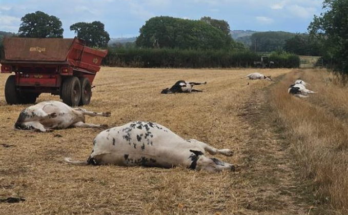 (Photo: Tyndale Vets)