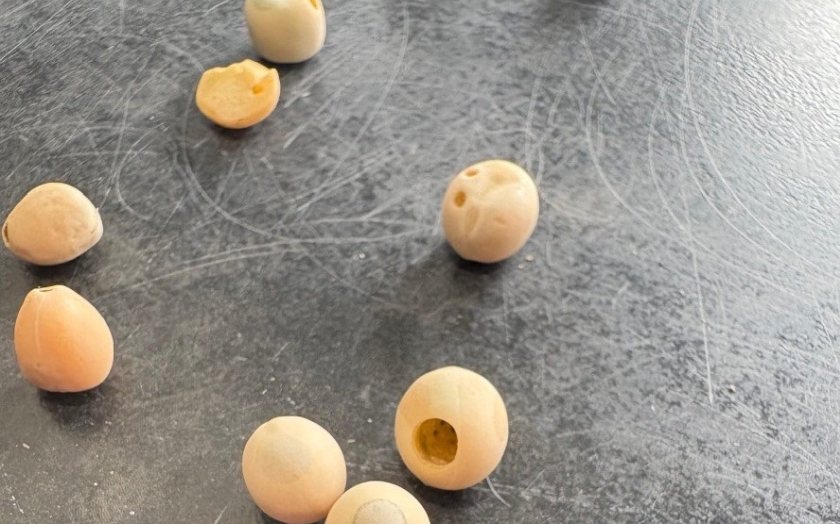 The pea bruchid tends to leave neat, circular holes when it eats its way out of the grain