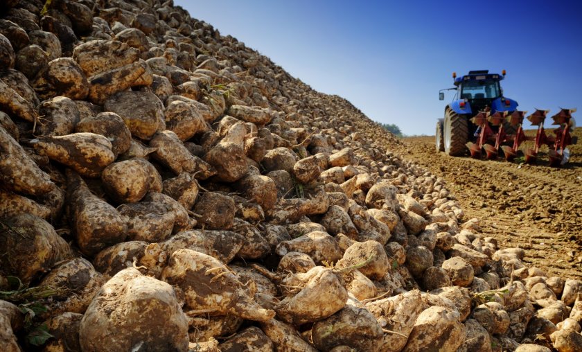 British Sugar remains the sole processor of the UK’s beet sugar crop