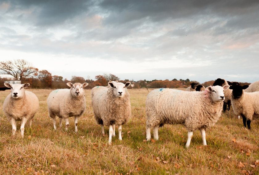 Cattle and sheep are particularly vulnerable during mast years