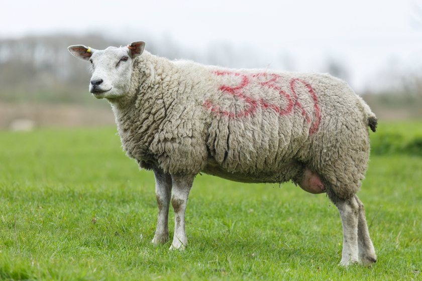 Around 70% of livestock stolen in 2024 were sheep or lambs, figures suggest