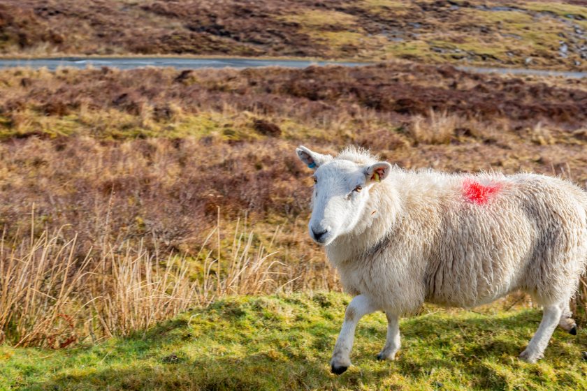 Policymakers are being urged to better recognise the role of grazing livestock in cutting wildfire risk