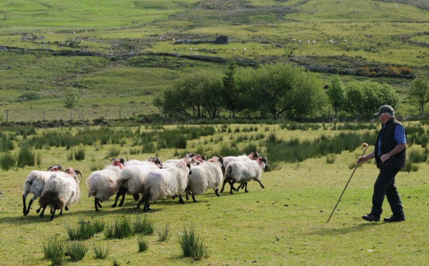 Over £240 million has been paid out to 98% of eligible farm businesses