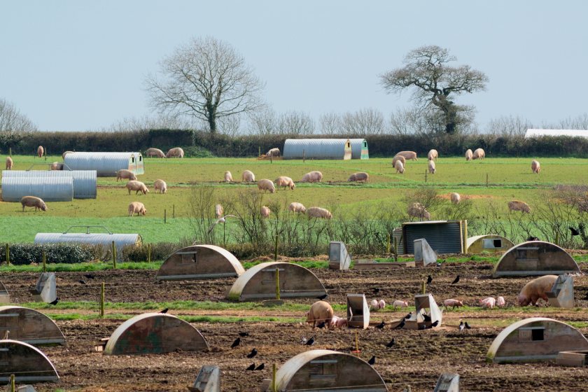 Defra estimates the direct cost of an African swine fever outbreak at between £10m and £100m
